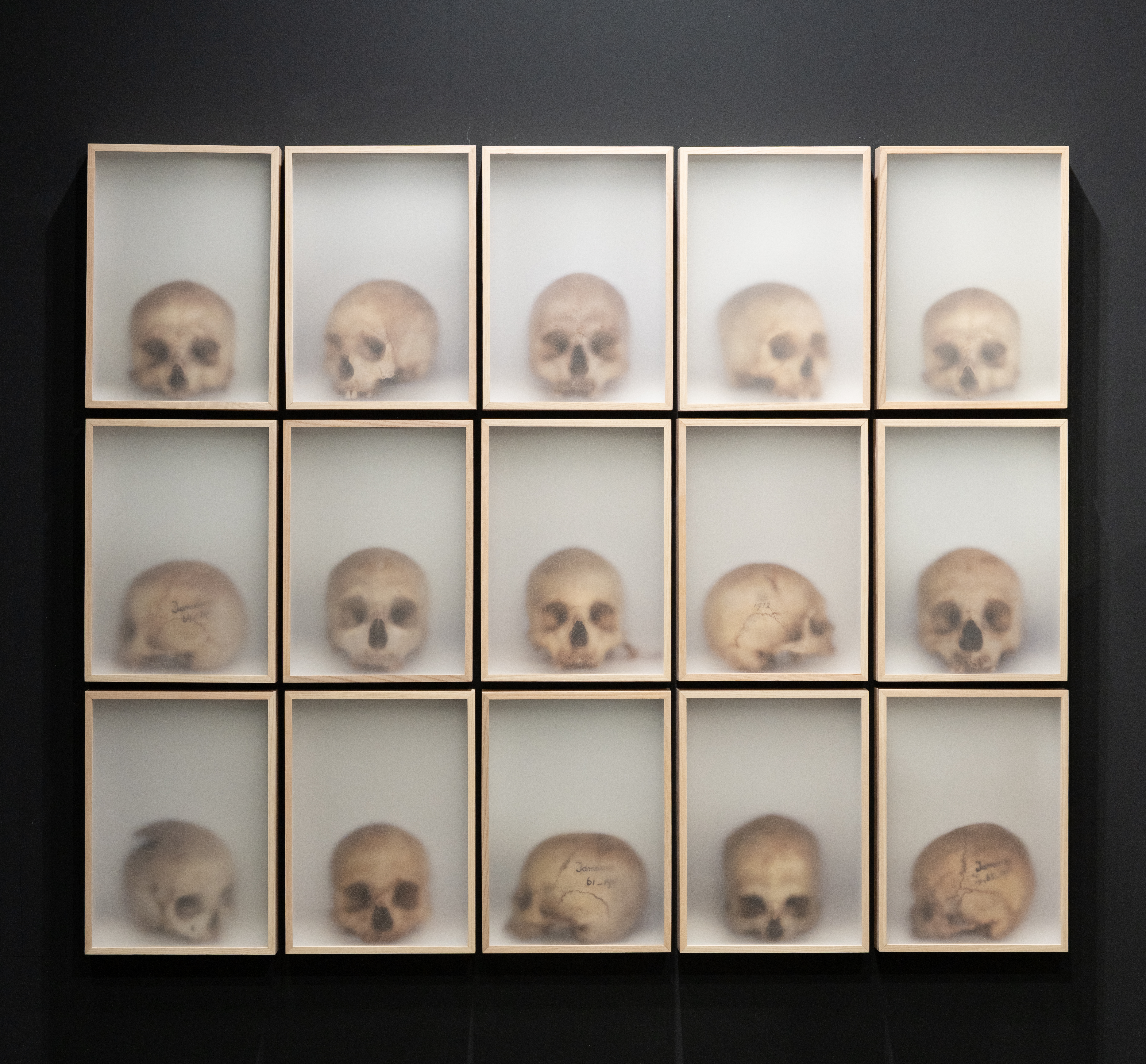 Recollection Tanimbar Skulls